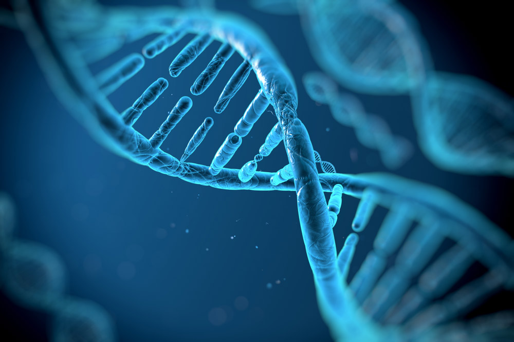 Qué información contiene el ADN? - Criogene